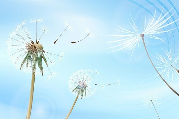 Fluffy dandelions against the sky