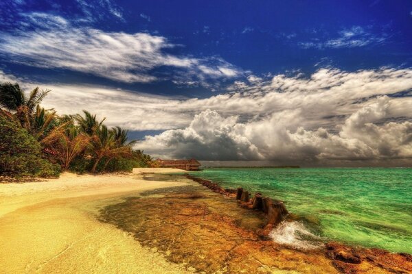 Tropical beauty, palm trees, resort paradise