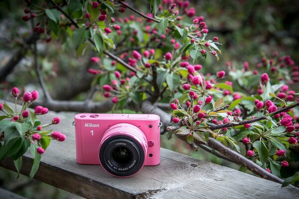 Fotocamera rosa sullo sfondo di un cespuglio fiorito