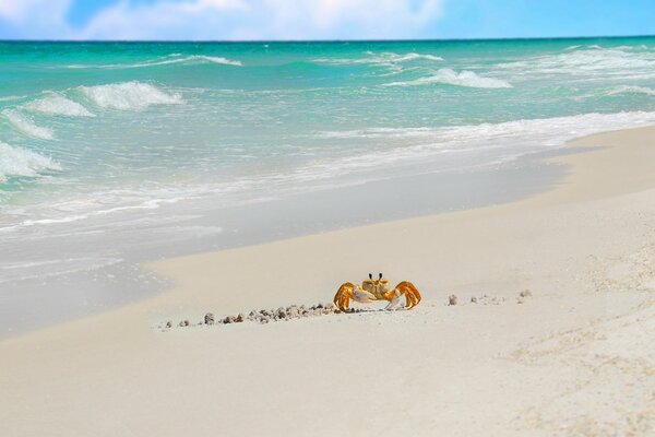 Crab on the shore of the blue sea