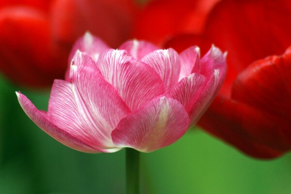 Makrofoto von rosa Tulpe auf rotem Hintergrund