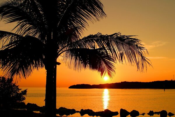 Sunset at the resort with a lush palm tree