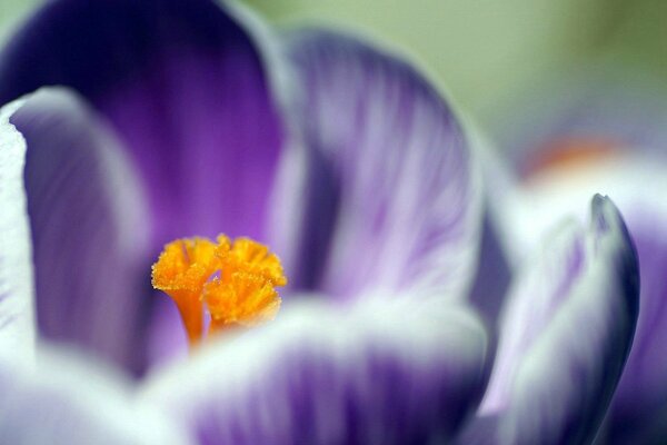 Petali di delicato bucaneve macro-shot