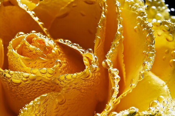 Macro photo of a rose with drops on the petals