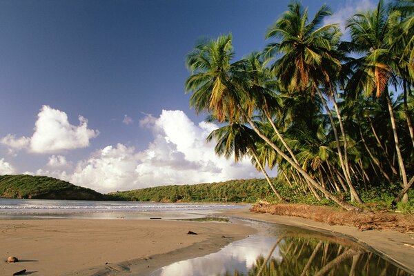 Beautiful palm trees on the shore of a tropical island