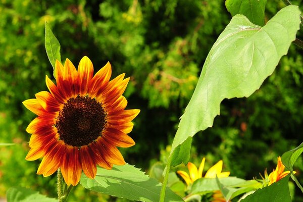 Image macro d un tournesol et une feuille verte