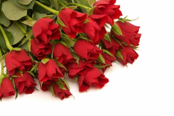 Bouquet de roses rouges sur fond blanc