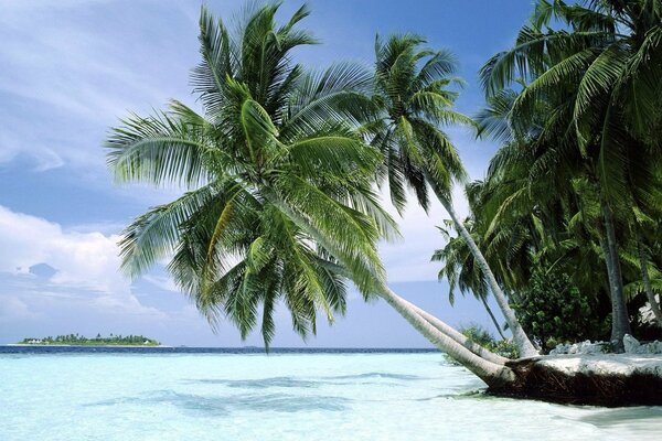 Plage, sable blanc, palmiers, paradis tropical