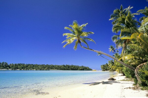 Paradise on a white beach among palm trees