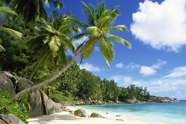 Playa paradisíaca-agua azul y palmeras