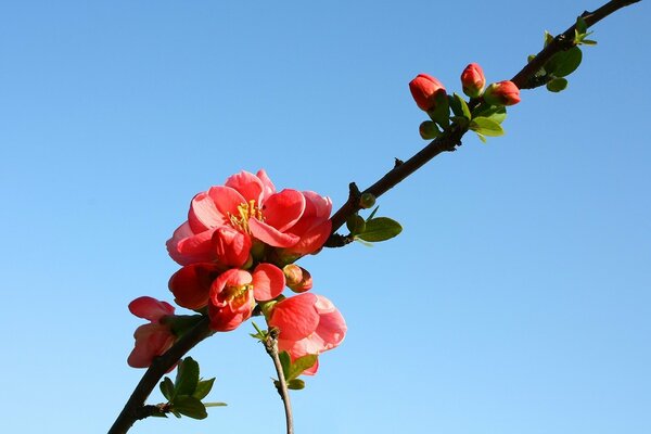 Ramoscello con fiori d arancio