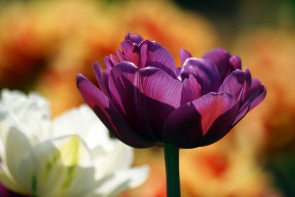 Blumen sind eine zarte Kreation, lila Schönheit