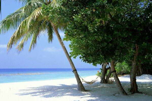 Hammock on a tree in the shade by the shore