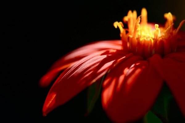 Fleur de feu, belle macro