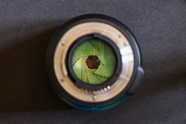 Lentille au milieu de laquelle les feuilles sont visibles