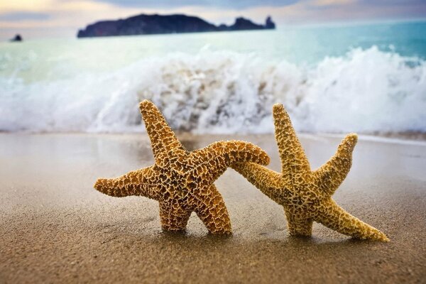 Un par de estrellas de mar y olas de surf