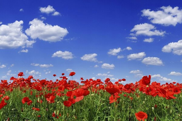 Campo de amapola bajo el hermoso cielo