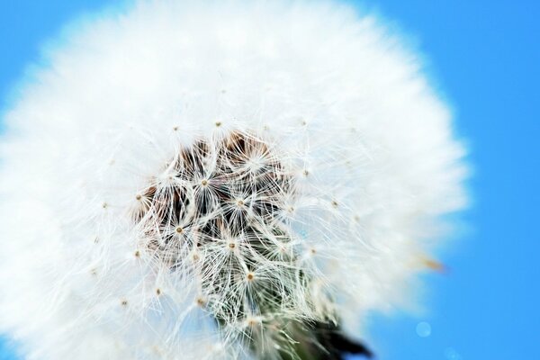 Pissenlit blanc en macro