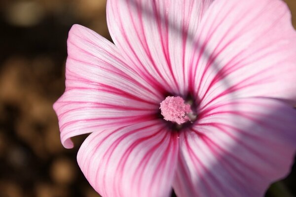 Encantadora flor rosa de cerca