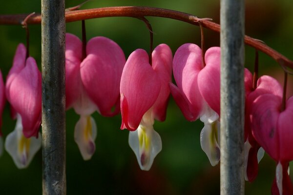 Beaux petits coeurs de fleurs