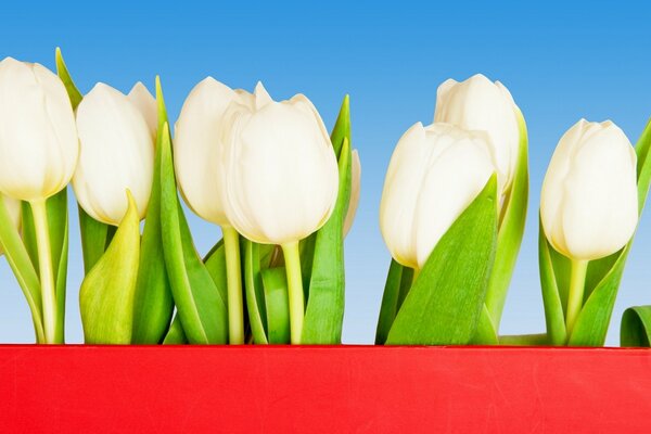 Tulipes blanches comme symbole de pureté et de tendresse