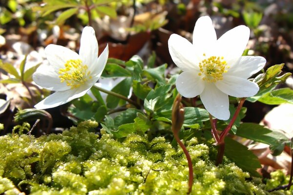 Micro-fotografia, Primavera, delicati raggi di sole su fiori bianchi come la neve