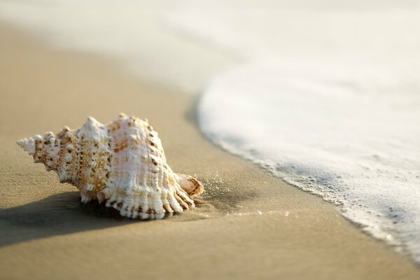 A shell on the sand near the sea wave