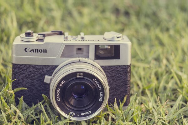 Sanon photo parat among the grass