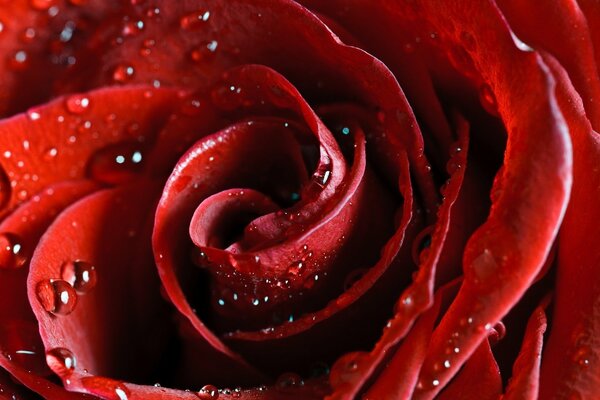 A bud of a velvet burgundy rose with drops of water