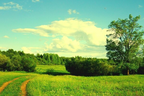 Ein Weg, der in den Horizont zwischen grenzenlosem Grün führt