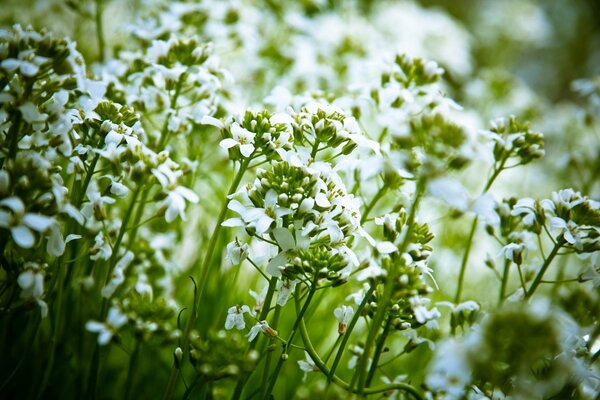 White wildflowers in nature