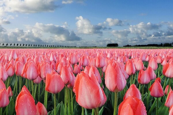 A field of pink tulips with blue sky and clouds