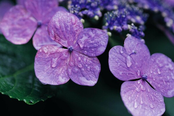 Gotas de rocío en cuatro hojas de flores