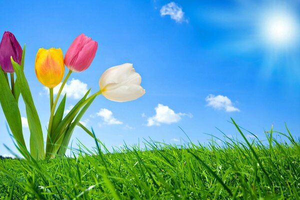 Green meadow with multicolored flowers