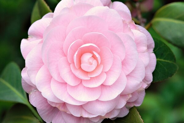 Wild rose, macro photography of a flower, beautiful wallpaper