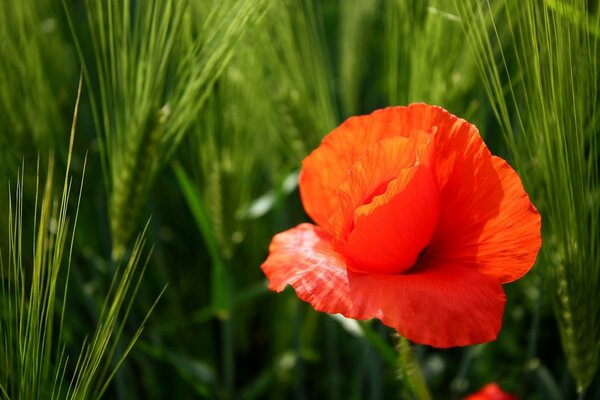 Fleur de pavot sur fond d épillets verts dans le champ