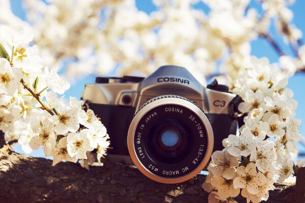 Macchina fotografica cosina su un ramo di un albero in fiore