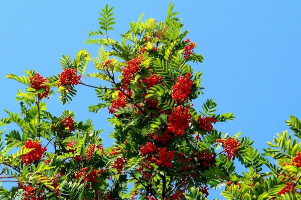 Rote Eberesche, kleine Blätter am Himmelshintergrund