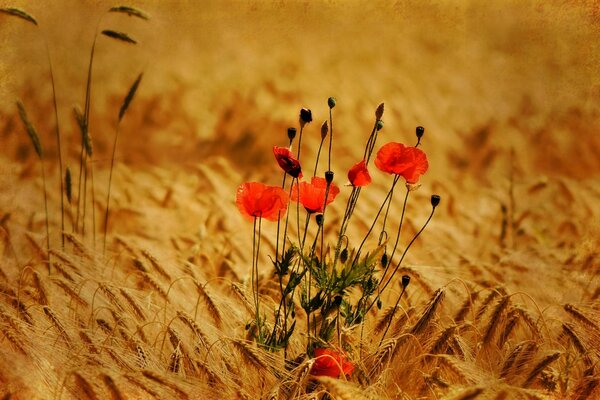 Mohnblumen mit Feld mit goldenem Roggen