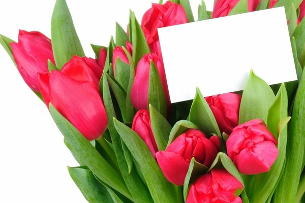 Ein Strauß Tulpen mit einer Botschaft im Inneren