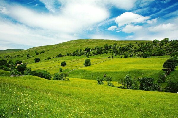 Grünes Feld an einem sonnigen Tag