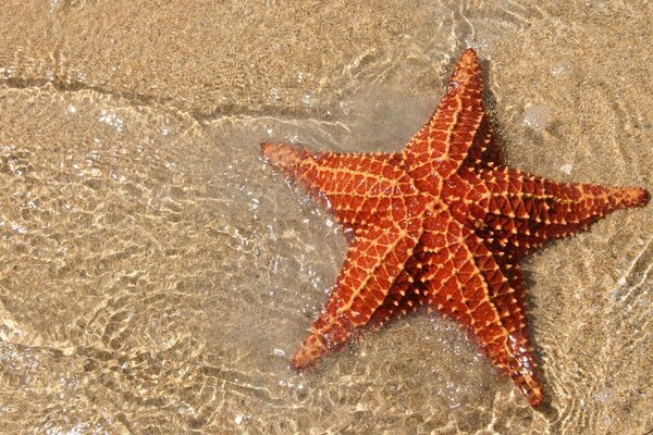 Seestern im klaren Wasser und im Sand