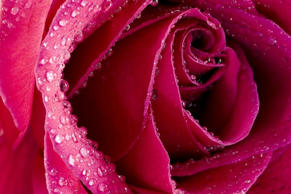 Morning dew drops on a rose