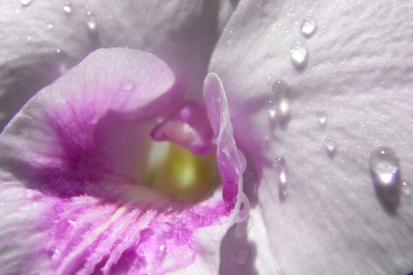 Nahaufnahme der Orchidee Blume schießen