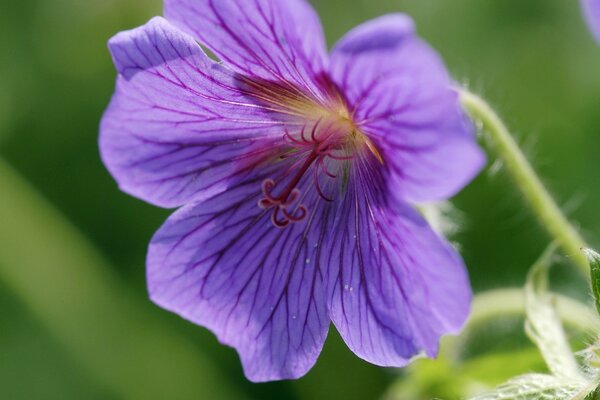 Tige de fleur duveteuse, pétales violets