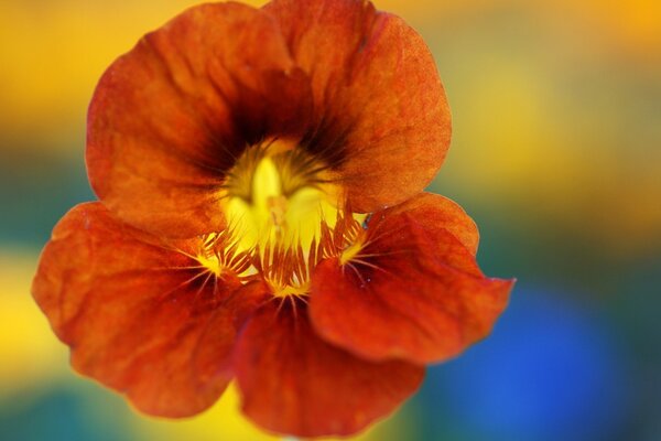 Bright decorative flower in macro