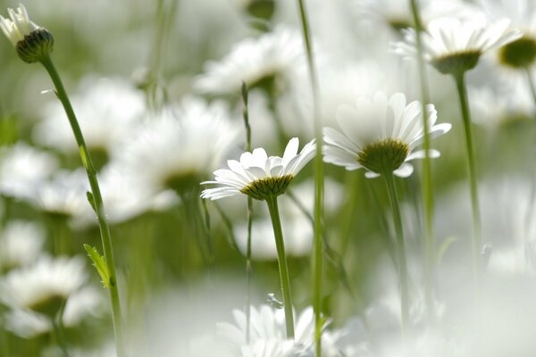 Blumenfeld, weiße Gänseblümchen