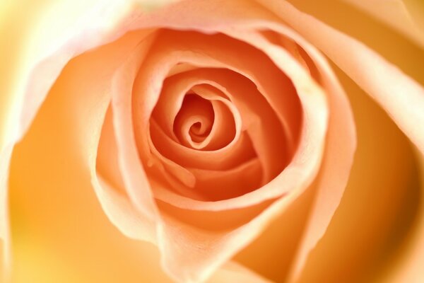 The most delicate petals of a peach rose