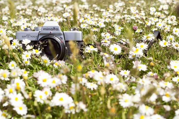 The camera is lying in daisies beautiful photo