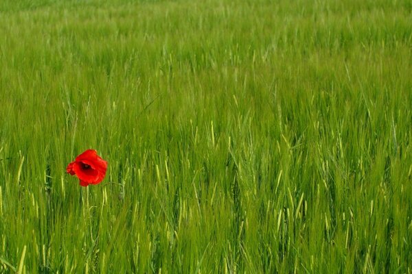 Eine einsame rote Blume im Feld